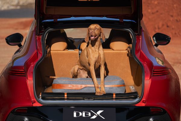 DBX Dog Bed